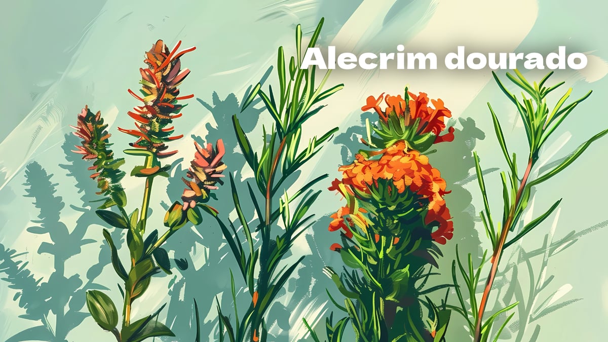 Alecrim, cantiga de roda