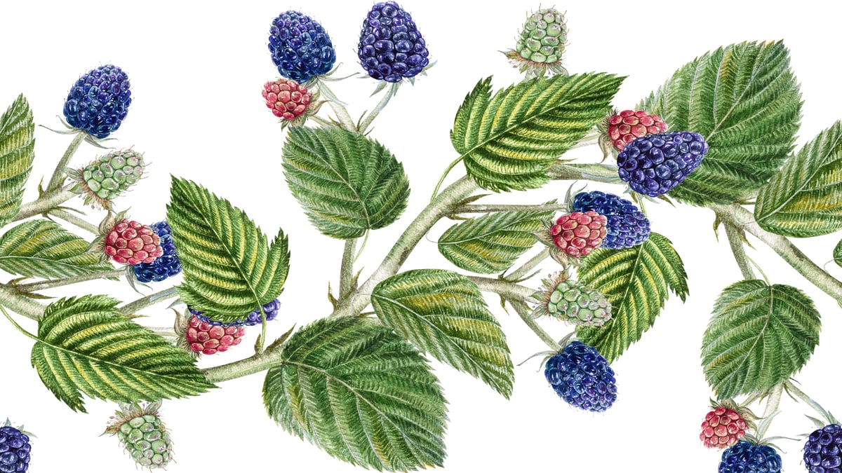 As Amoras, poema de Eugénio de Andrade