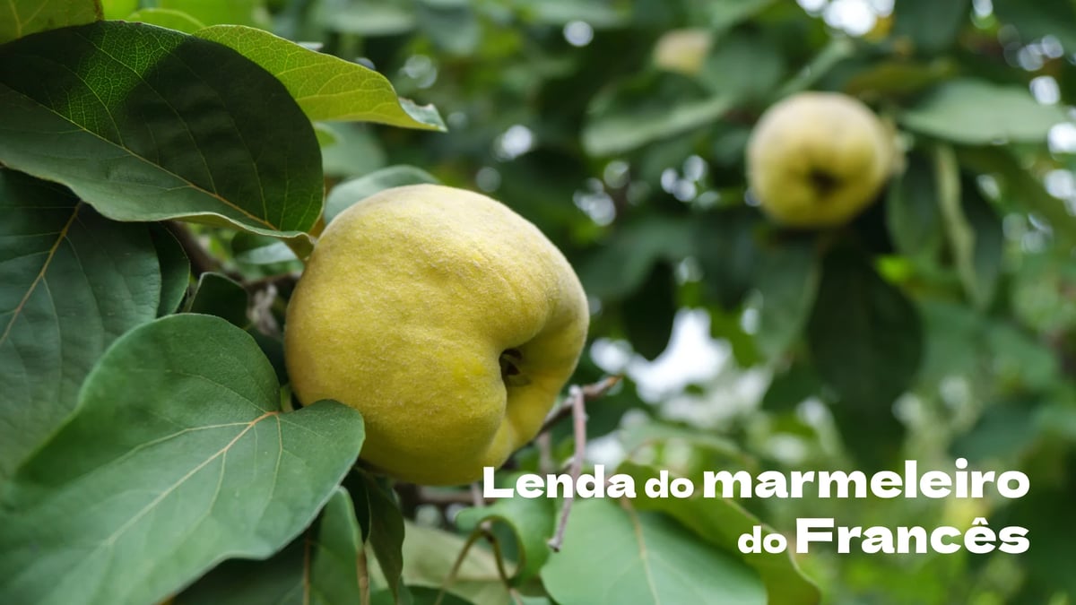 Lendas e tradições de Portugal. Lenda do marmeleiro do Francês (Castelo Branco)