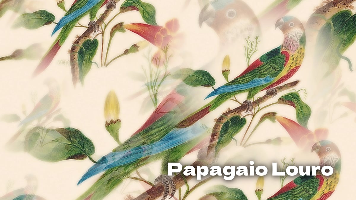 Canções para crianças em Português, música e letra