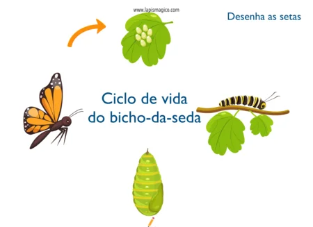 Ciclo da Vida, ficha pdf nº1
