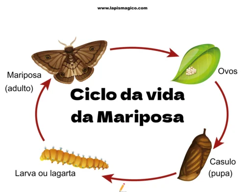 Ciclo da Vida, ficha pdf nº2