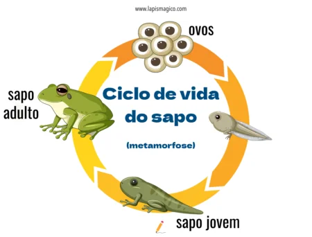 Ciclo da Vida, ficha pdf nº3