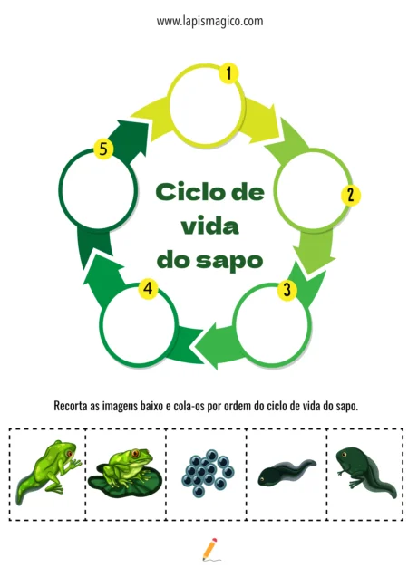 Ciclo da Vida, ficha pdf nº4