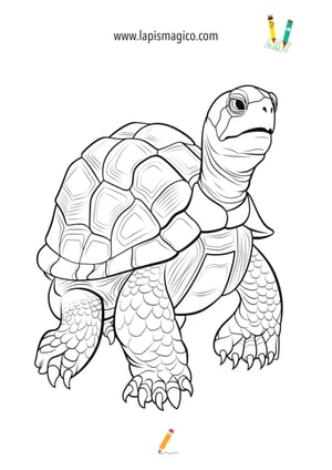 Desenhos de Tartarugas fofinhos para colorir, ficha pdf nº20