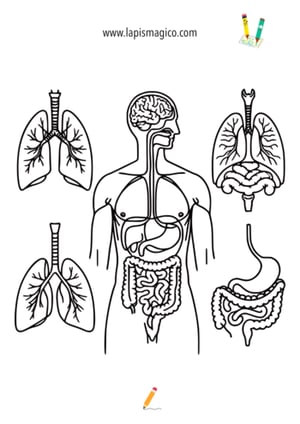 Desenhos do corpo humano, ficha pdf nº1