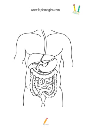Desenhos do corpo humano, ficha pdf nº2