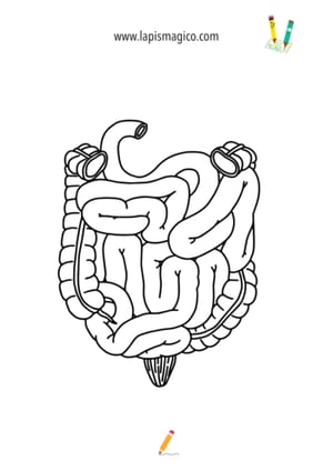 Desenhos do corpo humano, ficha pdf nº4