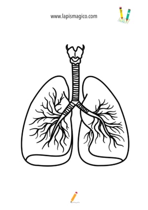Desenhos do corpo humano, ficha pdf nº7