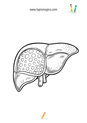 Desenhos do corpo humano, ficha pdf nº8