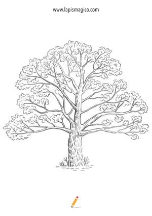 Desenhos de Árvores para colorir, ficha pdf nº12