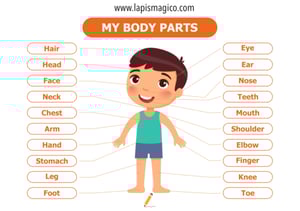 Corpo humano em inglês, ficha pdf nº1
