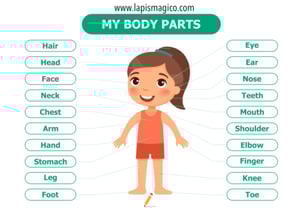 Corpo humano em inglês, ficha pdf nº3