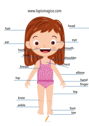 Corpo humano em inglês, ficha pdf nº4