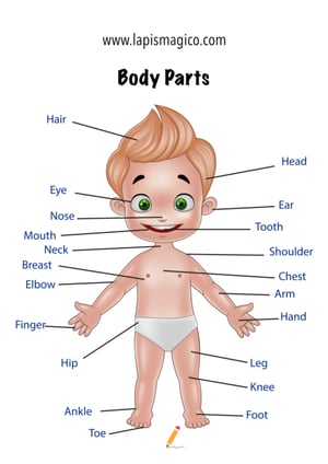 Corpo humano em inglês, ficha pdf nº5