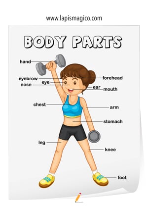 Corpo humano em inglês, ficha pdf nº8