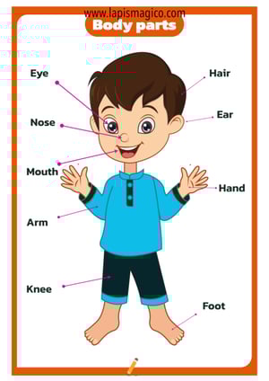 Corpo humano em inglês, ficha pdf nº10