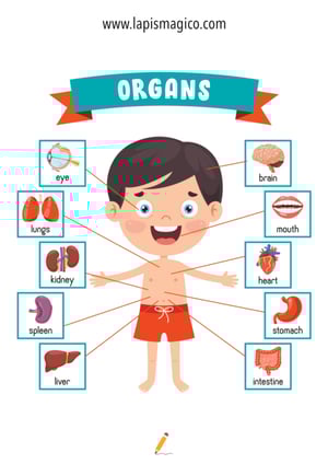 Corpo humano em inglês, ficha pdf nº11