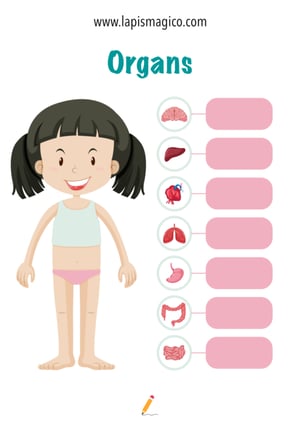 Corpo humano em inglês, ficha pdf nº12