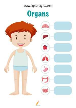 Corpo humano em inglês, ficha pdf nº13