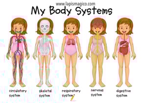 Corpo humano em inglês, ficha pdf nº19