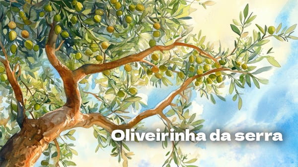 Oliveirinha da Serra, cantiga de roda
