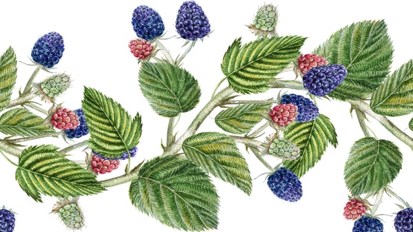 As Amoras, poema de Eugénio de Andrade