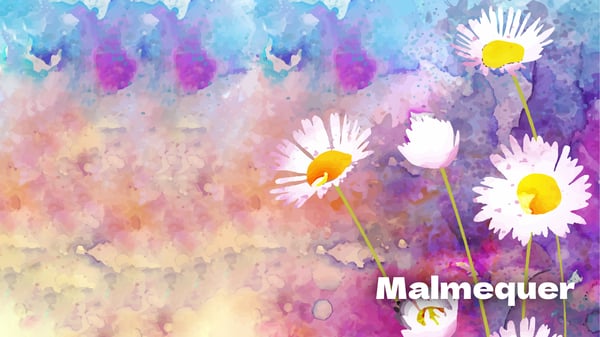 Lengalenga do Malmequer