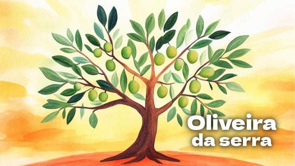 Oliveira da Serra (música e letra)