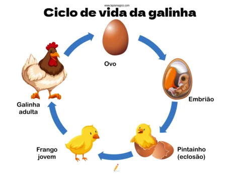 Ciclo de vida da galinha