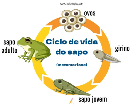Ciclo de vida do sapo