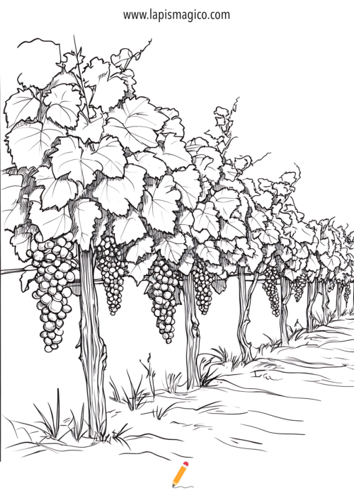 desenhos-de-cachos-de-uvas-para-imprimir-e-colorir